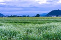 Buckwheat field on dusk with mountain view