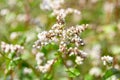 Buckwheat field, farmland. Blossoming buckwheat plant with white flowers Royalty Free Stock Photo