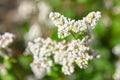 Buckwheat field, farmland. Blossoming buckwheat plant with white flowers Royalty Free Stock Photo