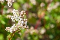 Buckwheat field, farmland. Blossoming buckwheat plant with white flowers Royalty Free Stock Photo