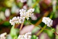 Buckwheat field, farmland. Blossoming buckwheat plant with white flowers Royalty Free Stock Photo