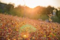 Buckwheat field in the last summer days at sunset, selective focus Royalty Free Stock Photo