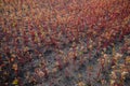 Buckwheat field in the last summer days at sunset, selective focus Royalty Free Stock Photo