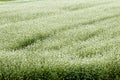 Buckwheat field