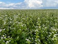 Buckwheat field is ripening