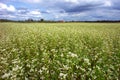 Buckwheat Field In Summer Royalty Free Stock Photo