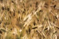 Buckwheat fields Nepal Royalty Free Stock Photo