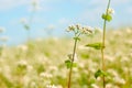 Buckwheat flower above field