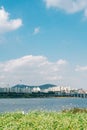 Buckwheat flower field and city view at Banpo Han river park Seorae island in Seoul, Korea Royalty Free Stock Photo