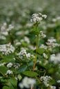 Buckwheat flowering, focus on inflorescence Royalty Free Stock Photo