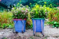 Buckwheat flowers bamboo basket