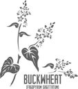 Buckwheat flowers and seeds silhouette vector illustration Royalty Free Stock Photo