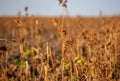 Buckwheat after frost. Frozen leaves and flowers of Buckwheat. Plants after sharp cold snap. Dead parts of plants after frost. Royalty Free Stock Photo