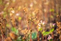 Buckwheat after frost. Frozen leaves and flowers of Buckwheat. Plants after sharp cold snap. Dead parts of plants after frost. Royalty Free Stock Photo