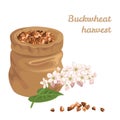 Buckwheat Grain Sack. Flowering plant, grains in bag isolated