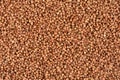 Buckwheat groats background. Buckwheat texture