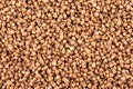 Buckwheat groats, texture background, top view, a pile of grain. Heap of brown core. Macro photo. Raw cereal, dieting nutrition