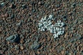 Buckwheat grows on the volcanic surface of the Inferno Cone at Craters of the Moon National Monument, Idaho, USA