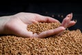 Buckwheat from a hand, falling lying buckwheat porridge in a female hand raw on a dark background