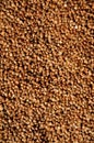 buckwheat harvest crop texture background coronavirus food