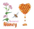 Buckwheat honey, watercolor illustration