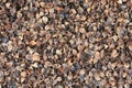 Buckwheat hulls Royalty Free Stock Photo