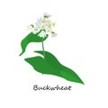 Buckwheat. Illustration of Flower