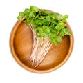 Common buckwheat microgreens, ready-to-eat seedlings in a wooden bowl