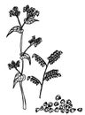 Buckwheat plant and buckwheat groats sketch. Vector