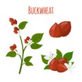 Buckwheat plant, cereal grains, vegetarian food.Flat style. Vector illustration