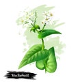 Buckwheat plant with flowers and green leaves isolated on white background digital art illustration. Realistic design of