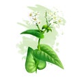 Buckwheat plant with flowers and green leaves isolated on white background digital art illustration. Realistic design of