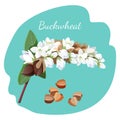 Buckwheat plant and its seeds isolated illustration on grey