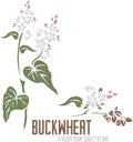 Buckwheat plant silhouette in color image vector illustration Royalty Free Stock Photo