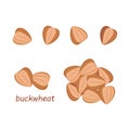 Buckwheat seeds. Vector set.