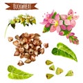 Buckwheat, watercolor set, clipping paths included