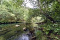 Bucolic image of the river Eume with the banks covered with tree