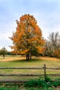 Bucolic landscape of horses grazing under Autumn trees Royalty Free Stock Photo