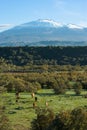 Bucolic Landscape And Volcano Etna Royalty Free Stock Photo