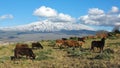 Bucolic Landscape And Volcano Etna Royalty Free Stock Photo