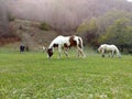 Bucolic scene of a white and brown horse.