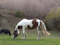 Bucolic scene of a white and brown horse.