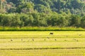 A bucolic scenery with a dog at a farm with birds flying around