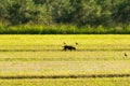 Bucolic scenery with a dog out in a farm