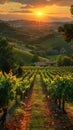 Bucolic Vineyard Rows Ripening Under the Tuscan Sun The grapes blur with the rows Royalty Free Stock Photo