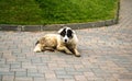 Bucovina shepherd dog Royalty Free Stock Photo