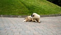 Bucovina shepherd dog Royalty Free Stock Photo