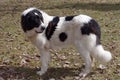 Bucovina Shepherd Dog