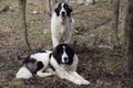 Bucovina Shepherd Dog Royalty Free Stock Photo