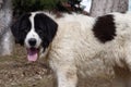 Bucovina Shepherd Dog